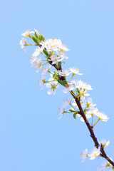 スモモの花