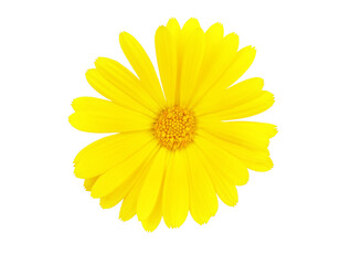 Obraz premium Marigold flowers. A flower of calendula isolated on a white background. Yellow flower of calendula