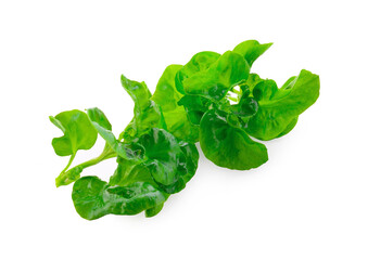 Brazilian spinach isolated on white background.