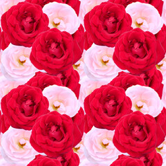 Red and pink flowers of rose background. Seamless pattern. Red and pink rose
