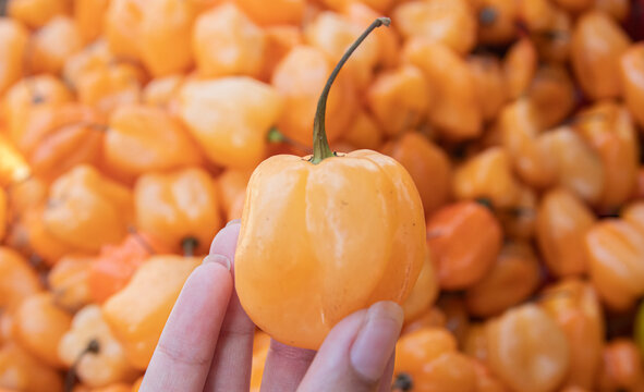 cabro pepper from the local market
