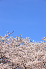 ソメイヨシノと青空