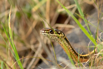 A garter snake in the grass
