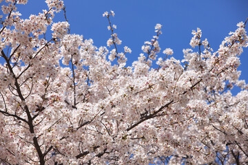 ソメイヨシノと青空