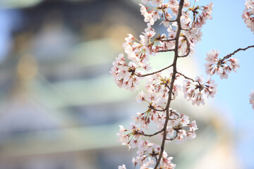 Obraz premium 大阪城と桜
