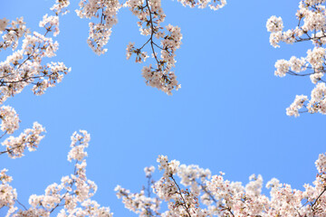 ソメイヨシノのフレーム