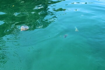 Jellyfish appear on the surface of the lake.