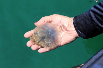 Fototapeta na wymiar Little jellyfish in the hand.