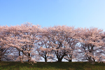 Obraz premium 八幡市背割堤の桜
