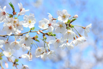 桜