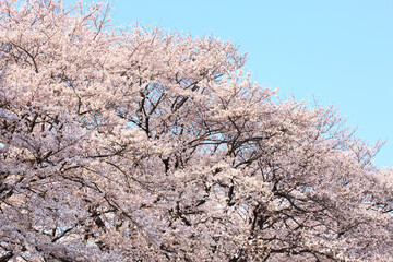 八幡市背割堤の桜