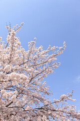 嵐山の春