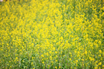 菜の花