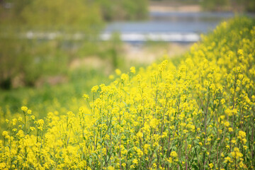 菜の花