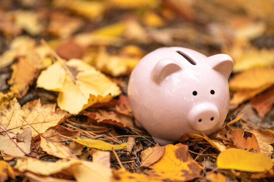 Pink piggy Bank in autumn leaves on the ground. Autumn background
