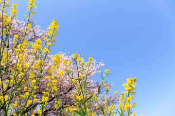 菜の花と桜