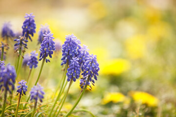 ムスカリとタンポポ