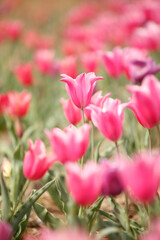 ピンクのチューリップ