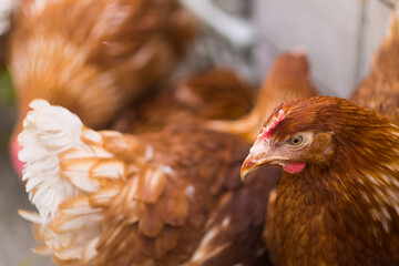 brown chickens close-up. laying hens graze in the yard.