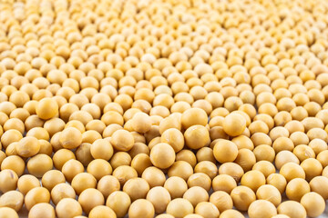Full screen of golden soybeans