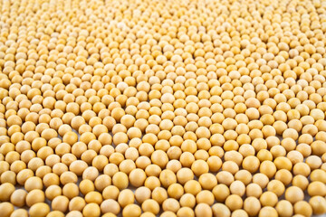 Full screen of golden soybeans