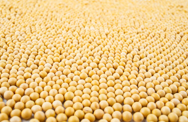 Full screen of golden soybeans