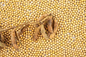 Full screen of golden soybeans