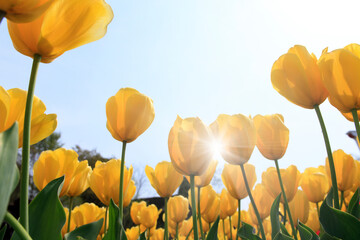 Obraz premium 黄色いチューリップ