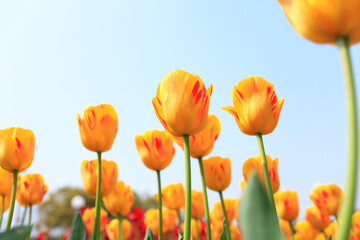 Obraz premium 黄色いチューリップ