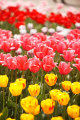 チューリップ畑