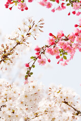 桃と桜