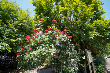 Fototapeta premium はなみずき公園（西東京市ひばりが丘）