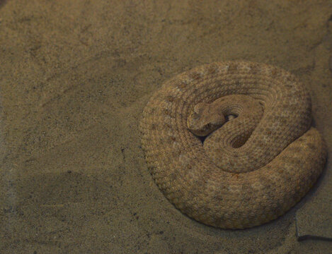 Snake In Sand At Detroit Zoo