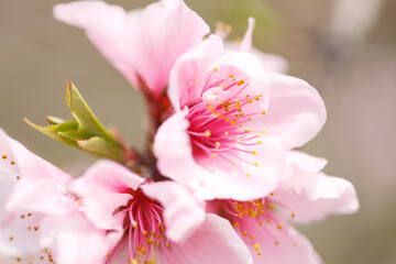 モモの花