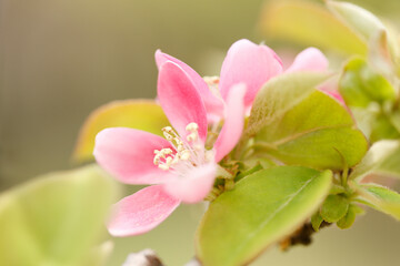 カリンの花