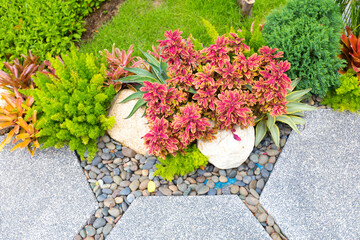 Flower, red and green leave of beautiful plant by the walkway in the small decorated garden in a home.