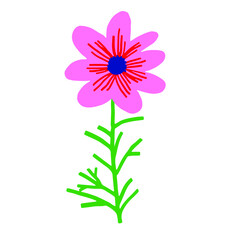 コスモスのイラスト素材 ピンク