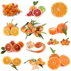 citrus fruits in studio