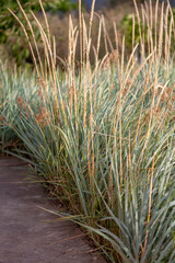 Decorative grass Leymus arenarius (or Grate sand, Elymus sand, Leymus, Volosnets, Elymus arenarius) with hard sharp leaves,  with ripe ears grows along the blind area of the house. Selective focus.