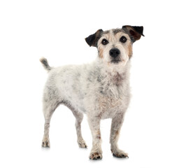 old jack russel terrier