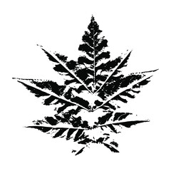 Imprint of a natural leaf. Bush texture sheet. Botanical element for design, decor, print, postcards. Vector illustration.