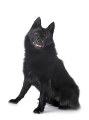 Schipperke in studio