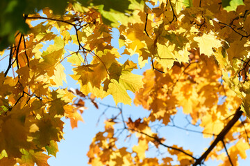 Colorful autumn leaves and branches against the blue sky and sun. Season, nature, autumn card, thanksgiving, fall background concept.Copy space, selective focus..