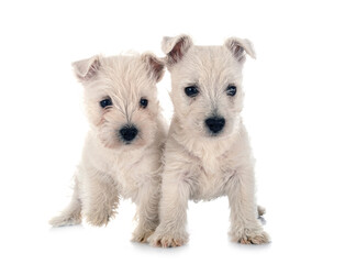 puppies West Highland White Terrier