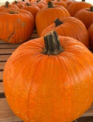 pumpkin selection at a rural market