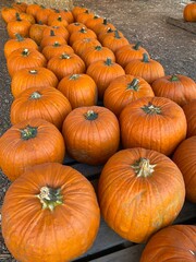 pumpkins for sale at the market