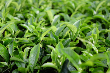 Tea leaves on the plantation after rain