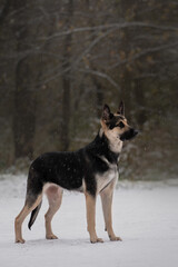 East European Shepherd standing in the winter forest