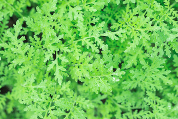 the garden, planted with seperatly. background with green plants in the garden top view.