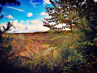 sunset in the forest